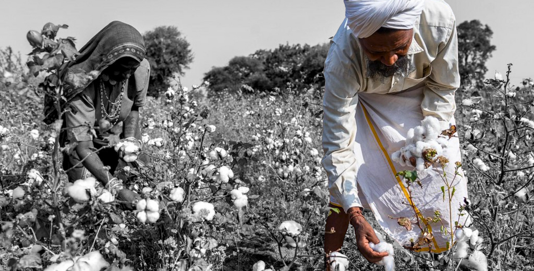 Cotton being harvested in Egypt