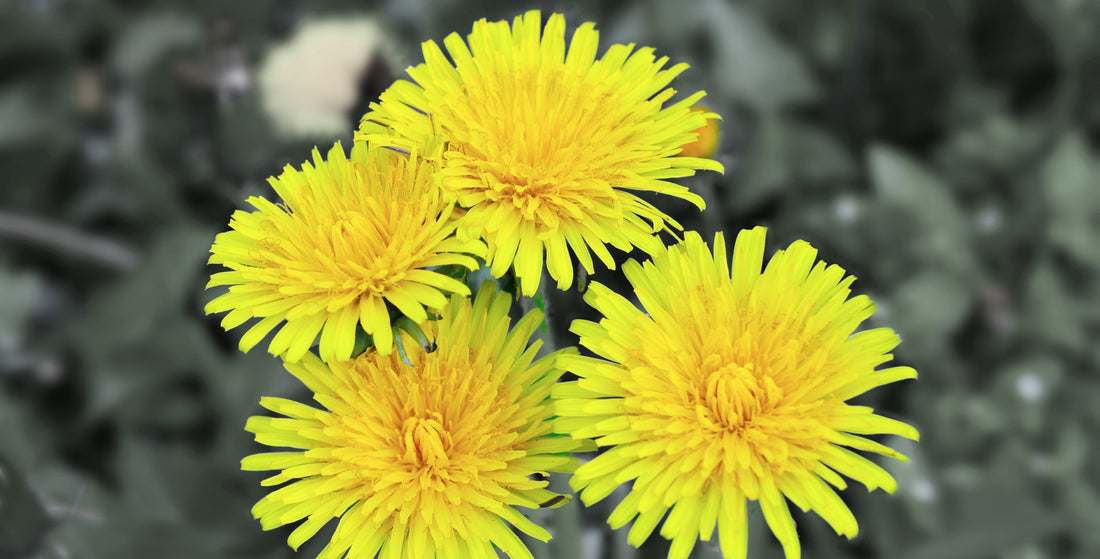 Yellow dandelions in park