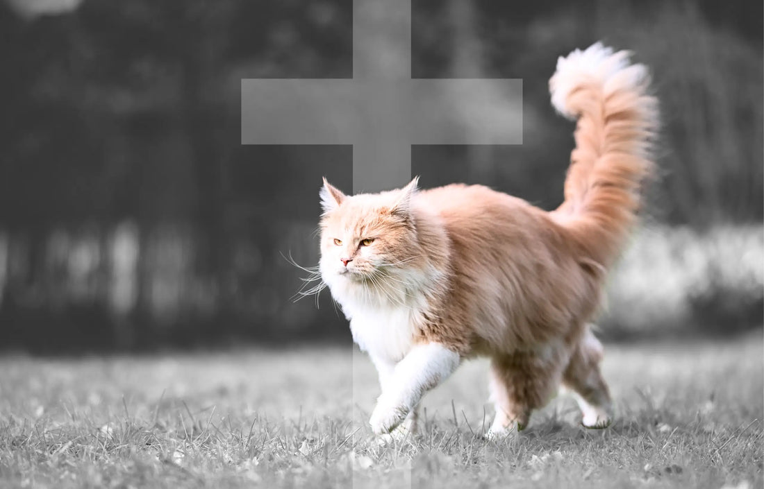 Biblical cats