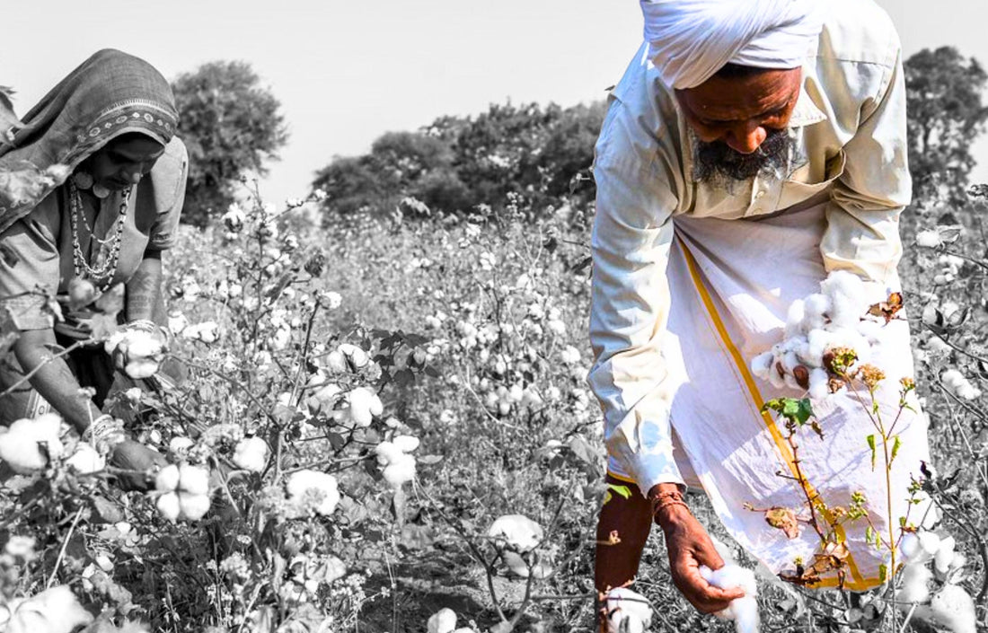 Cotton being harvested in Egypt