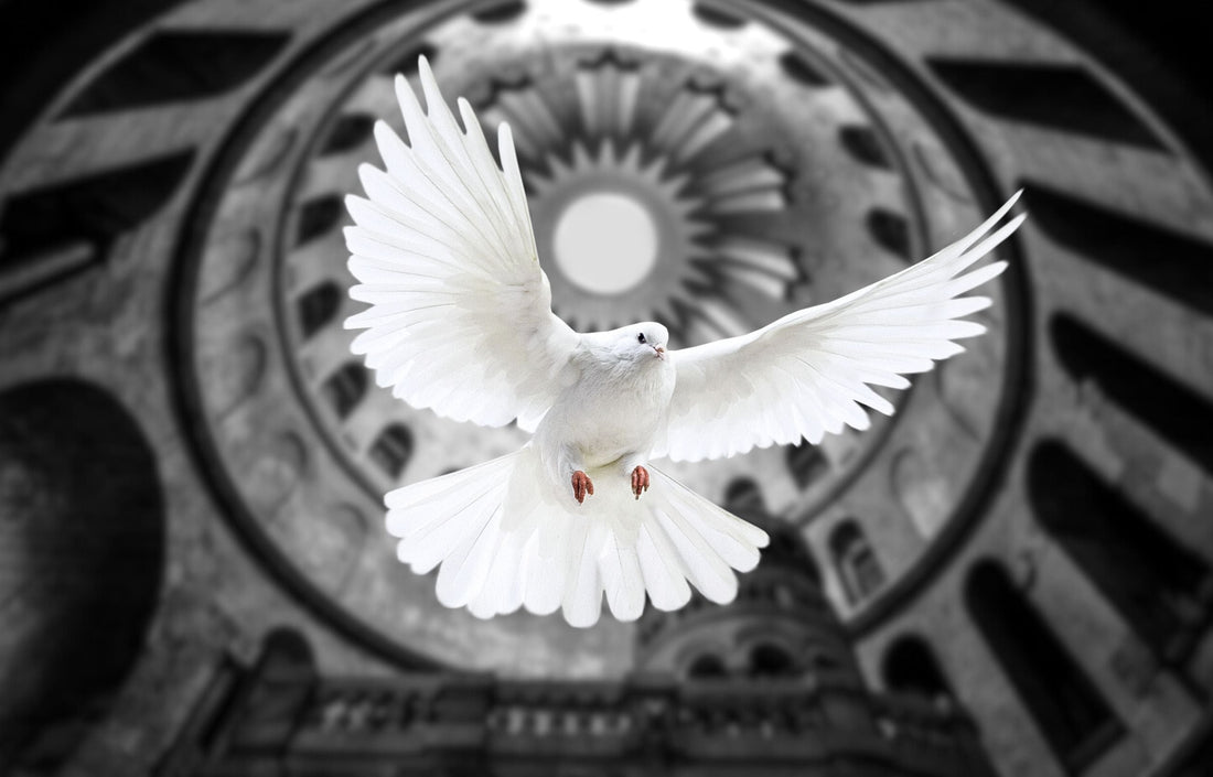 White Holy Spirit dove flying